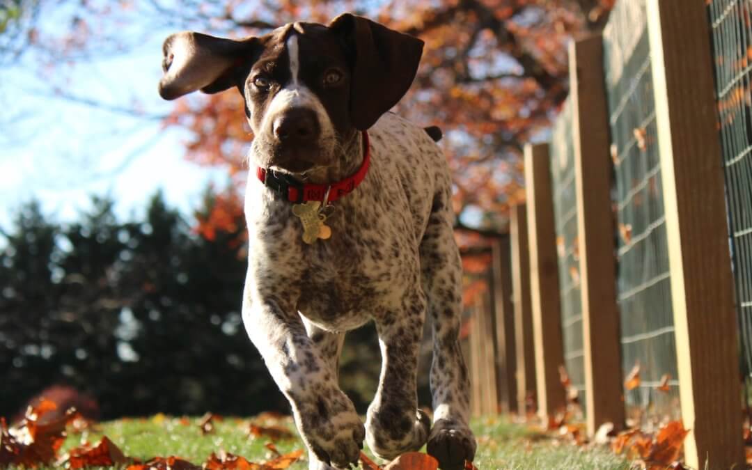 German Shorthaired Pointer puppy running